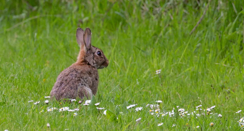 20220201 hallo minden kaninchensterben