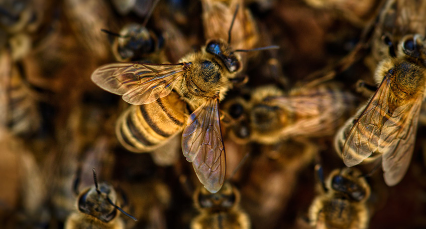 In den Ortsteilen Veltheim und Möllbergen in der Stadt Porta Westfalica war im September 2021 der Ausbruch der Amerikanischen Faulbrut amtlich festgestellt worden. Vom Veterinäramt des Kreises Minden-Lübbecke wurde daraufhin um den betroffenen Bienenstand ein Sperrbezirk eingerichtet. 