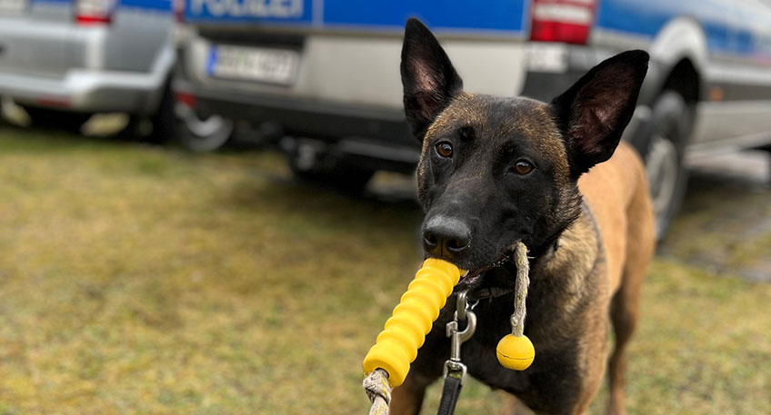 Dem Einsatz von Polizeih&uuml;ndin Tara ist es verdanken, dass eine Vermisstensuche in Espelkamp am Samstag ein gl&uuml;ckliches Ende gefunden hat. So wurden die Einsatzkr&auml;fte am Abend wegen einer aus einer Seniorenunterkunft abg&auml;ngigen Frau (80) gerufen.