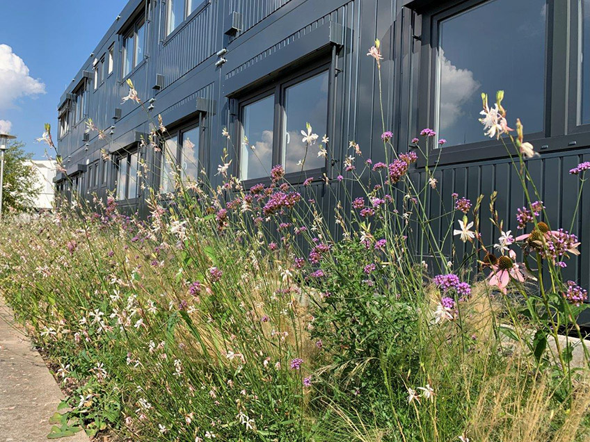 Am Kreishaus zwischen Gesundheitsakademie und Schinkelbau wird die Au&szlig;enanlage naturnah umgestaltet. Ziel ist es, die Artenvielfalt und Biodiversit&auml;t aktiv zu f&ouml;rdern sowie im &Uuml;bergang vom Mindener Glacis zum Stadtbereich einen Erholungsort zu schaffen.