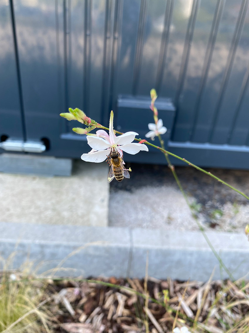 Am Kreishaus zwischen Gesundheitsakademie und Schinkelbau wird die Au&szlig;enanlage naturnah umgestaltet. Ziel ist es, die Artenvielfalt und Biodiversit&auml;t aktiv zu f&ouml;rdern sowie im &Uuml;bergang vom Mindener Glacis zum Stadtbereich einen Erholungsort zu schaffen.