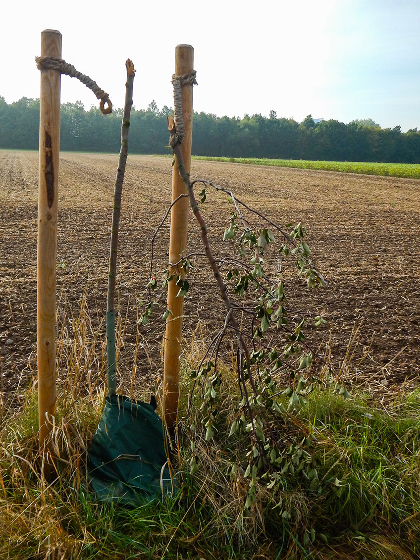 Am 11. September wurde die Stadtverwaltung informiert, dass in Vennebeck, am Wirtschaftsweg &bdquo;Poppelwinkel&ldquo; in Verl&auml;ngerung der Holtenstra&szlig;e 12 junge Apfelb&auml;ume unterhalb der Krone abgebrochen worden sind.
