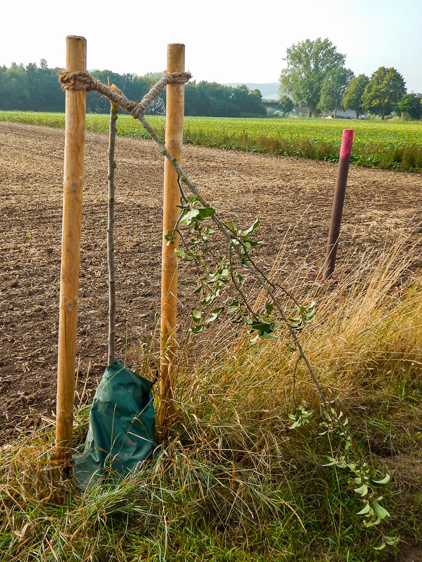 Am 11. September wurde die Stadtverwaltung informiert, dass in Vennebeck, am Wirtschaftsweg &bdquo;Poppelwinkel&ldquo; in Verl&auml;ngerung der Holtenstra&szlig;e 12 junge Apfelb&auml;ume unterhalb der Krone abgebrochen worden sind.