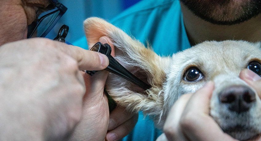 20221021 hallo minden tierarzt