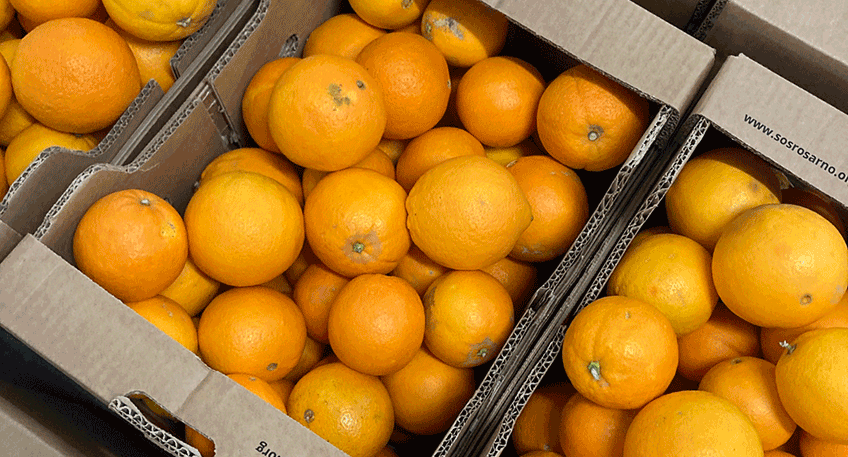 Gemeinsam mit dem Welthaus macht die Stadt Minden in diesem Jahr bei &bdquo;S&uuml;&szlig; statt bitter&ldquo; mit. Das ist eine Fairtrade-Aktion, bei der es um Bio-Orangen aus Italien geht. Der Verein SOS Rosarno in Kalabrien kauft die Orangen direkt von den B&auml;uerinnen und Bauern, sodass diese zu einem fairen Preis entlohnt werden.