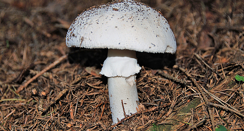 Die Mühlenkreiskliniken warnen Pilzsammler eindringlich davor, Pilze zu sammeln, von denen man nicht mit absoluter Sicherheit weiß, dass diese auch essbar sind. Aktuell ist ein wichtiges Gegenmittel bei Knollenblätterpilzvergiftungen kaum lieferbar und wird dadurch nur in kleinen Mengen als Vorrat an Apotheken geliefert. Reicht dieser Vorrat nicht aus, kann die lebensrettende Behandlung dadurch im schlimmsten Fall erst Stunden später beginnen. In einem Fall am Universitätsklinikum Minden konnte jüngst eine Behandlung nur durch eine entsprechende Vorratshaltung und die beherzte Reaktion der Krankenhausapothekerin und der Medizinerinnen und Mediziner rechtzeitig starten. Der Knollenblätterpilz gilt als einer der gefährlichsten einheimischen Pilze überhaupt. Schon geringe Mengen können zu einer tödlichen Pilzvergiftung führen. Zudem ähnelt der Pilz dem beliebten Champignon. Das Gift des Knollenblätterpilzes greift die Leber an. Unbehandelt können schon kleine Dosen zu einem tödlichen Leberversagen führen. Das hochdosierte Medikament Legalon kann die Aufnahme des Giftes effektiv hemmen. Die Folge: weniger Gift wird aufgenommen und ein Leberversagen wird vermieden. Aus diesem Grund muss die Gegenbehandlung auch sehr schnell eingeleitet werden. Normalerweise wird das lebensrettende Gegenmittel im Arznei-Notfall-Depot des Universitätsklinikums Minden in ausreichender Menge vorgehalten. In diesem Jahr ist das leider anders. „Der Hersteller hat uns mitgeteilt, dass aufgrund des Lieferengpasses Auslieferungen nur zentral im Notfall erfolgen. Das heißt, dass wir einen Patienten melden und dann unter Blaulicht das Medikament vom Zentrallager in Düsseldorf nach Minden gebracht wird. Dabei vergeht wertvolle Zeit, in der sich die Vergiftung ungehindert im Körper ausbreiten kann“, sagt die Apothekerin der Zentralapotheke der Mühlenkreiskliniken Dr. Blanka Patocskai. In der vergangenen Woche konnte eine Notfallbehandlung bei einer Pilzvergiftung nur aufgrund einer beherzten Reaktion der Krankenhausapothekerin und der Medizinerinnen und Mediziner rechtzeitig eingeleitet werden. Ein Patient hatte starke Vergiftungserscheinungen. Ein schneller Therapiebeginn war zwingend erforderlich. Da sich zur gleichen Zeit eine ganze Familie nach einer Pilzvergiftung in stationärer Behandlung befand, waren neben dem Lagerbestand der Apotheke schon die Folgedosen des Medikamentes im Haus. So stand die gegebenenfalls lebensrettende erste Infusion mit dem Gegenmittel direkt zur Verfügung. Ein glücklicher Zufall, der aber nicht garantiert ist. „Wir haben alle Klinikapotheken in der Umgebung abtelefoniert. Niemand hatte das lebensrettende Medikament vorrätig. Durch die zentrale Verteilung aus Düsseldorf vergeht leider viel Zeit“, sagt Apothekerin Dr. Blanka Patocskai. Pilzsammler sollten daher ausschließlich die Pilze essen, die sie mit absoluter Sicherheit bestimmen können. Gerade der Knollenblätterpilz führt immer wieder zu schweren und tödlich verlaufenden Vergiftungen. „Jeder Pilzsammler sollte wissen, dass das eigene Leben und das Leben der Familie von der Entscheidung abhängen. Erst recht, wo nun auch das Gegenmittel schwer verfügbar ist “, sagt Apothekerin Dr. Blanka Patocskai.