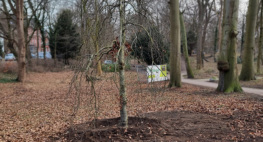 20240206 hallo minden baum gepflanzt 01
