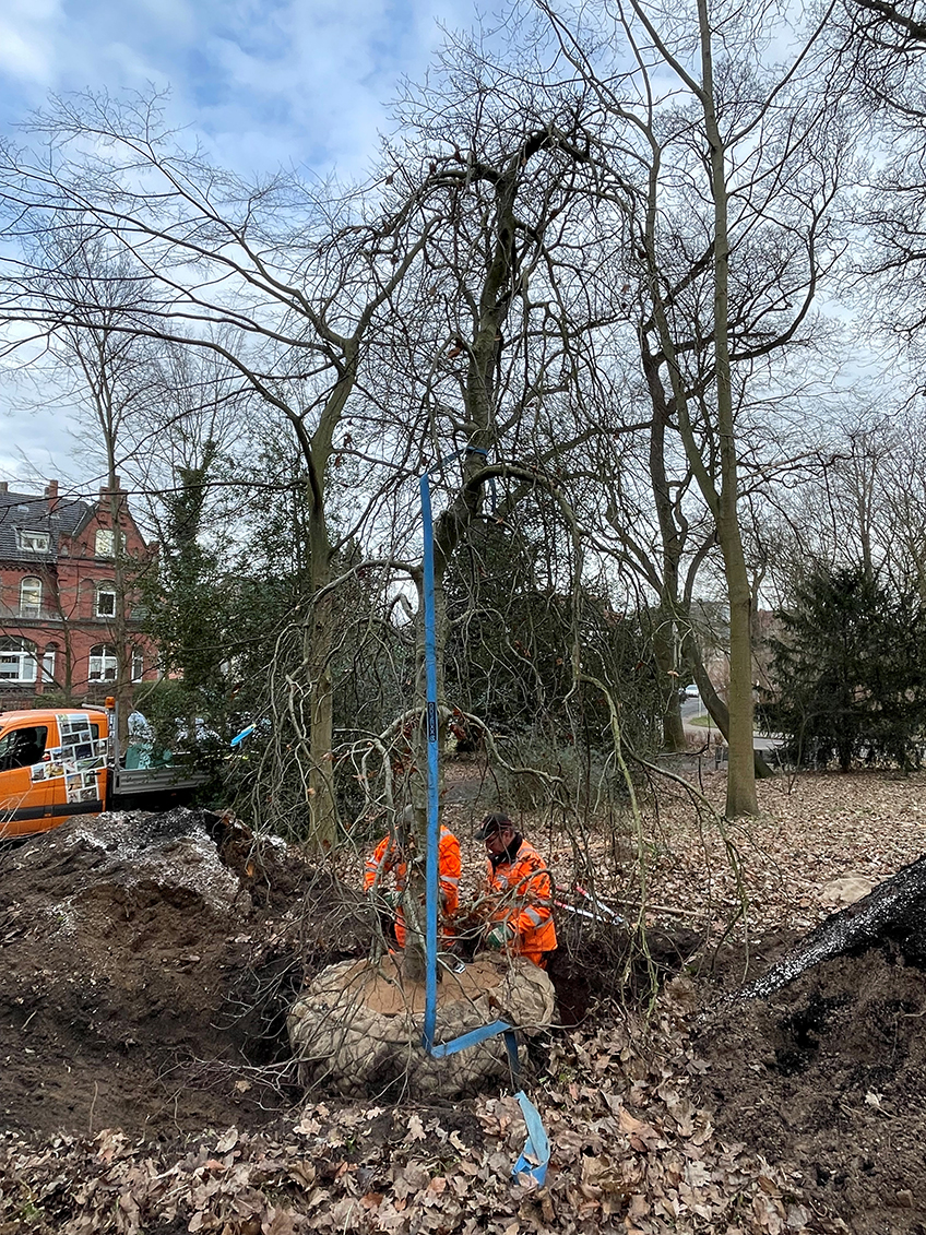 20240206 hallo minden baum gepflanzt 01