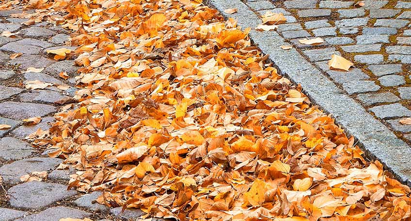 20241031 hallo minden laub 00