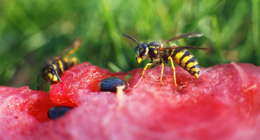 https://www.hallo-minden.de/data-minden/Archiv_Bilder/2025/202507_Juli/20250727_hallo_minden_aok_BU1_Insektenstiche_2025.jpg