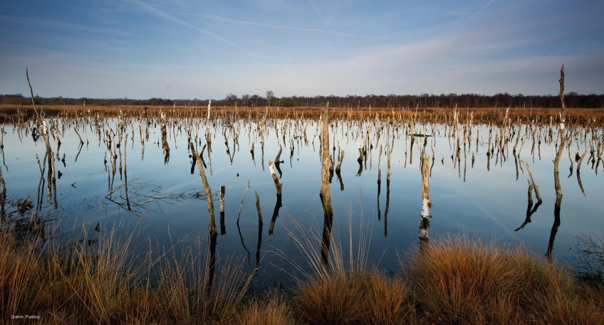 https://www.hallo-minden.de/data-minden/Archiv_Bilder/2025/202508_August/20250816_hallo_minden_moor_pixabay.jpg