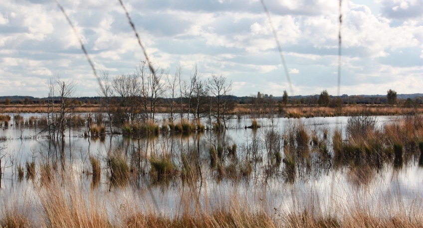 https://www.hallo-minden.de/data-minden/Archiv_Bilder/2025/202509_September/20250923_hallo_minden_moor_pixabay.jpg