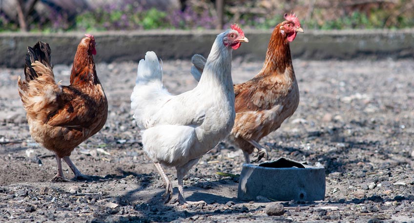 Das Veterin&auml;ramt hebt seine mit Allgemeinverf&uuml;gung vom 2. M&auml;rz 2026 erlassene Schutz- und &Uuml;berwachungszone mit Wirkung zum 31. M&auml;rz 2026 auf. Die Einrichtung der Schutz- und &Uuml;berwachungszone war erforderlich, nachdem in einem gefl&uuml;gelhaltenden Betrieb auf dem Gebiet der Stadt B&uuml;ckeburg (Landkreis Schaumburg) der Ausbruch der Gefl&uuml;gelpest amtlich festgestellt wurde.