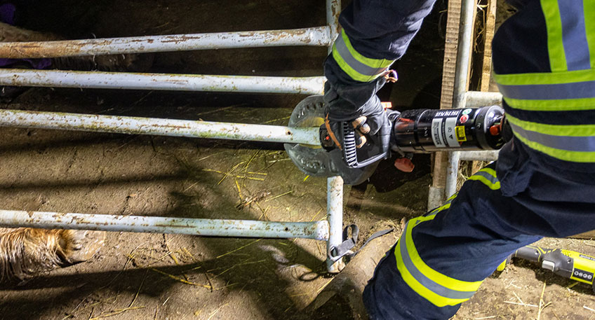 20260421 hallo minden pferd