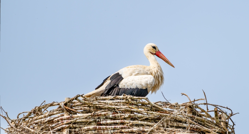 https://www.hallo-minden.de/data-minden/Archiv_Bilder/2026/202606_Juni/20260607_hallo_minden_weistorch_pixabay.jpg