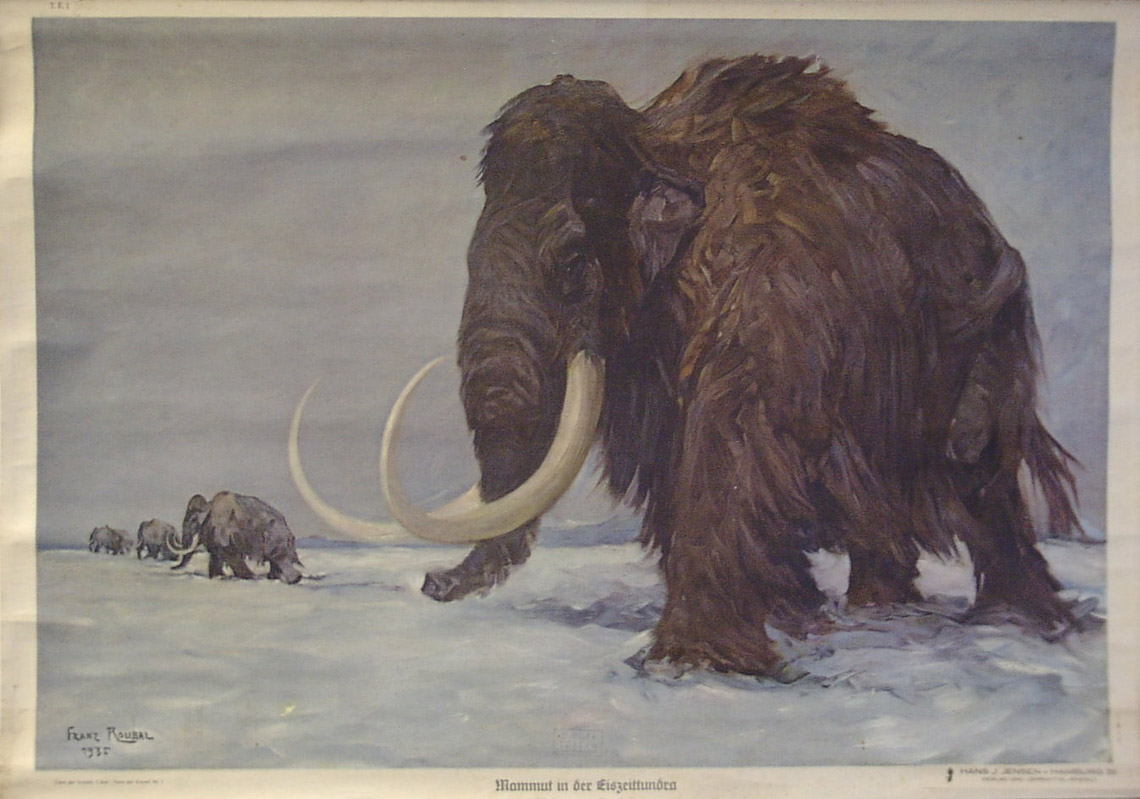 Nachrichten Minden Als das Mammut zu schwitzen begann HALLO MINDEN