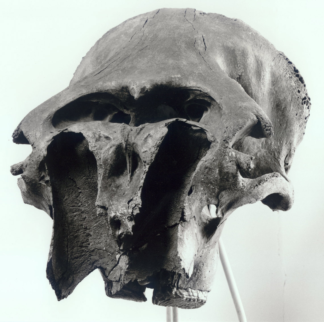 20150119-hallo-minden-mammut