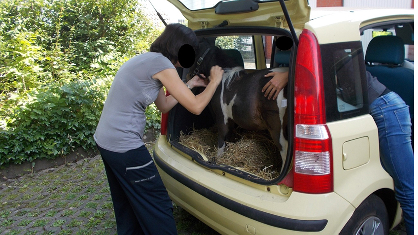 hallo-minden-Fiat-Panda-als-Pferdetransporter