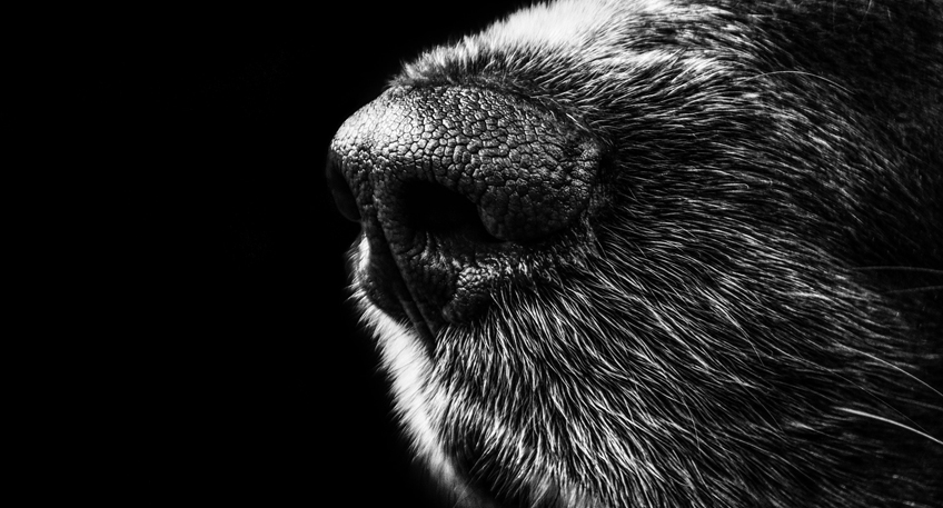 Polizeihund "Woddy" fasst Einbrecher