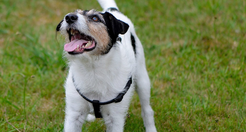 20160113 hallo minden espelkamp hund verhindert ueberfall 20160113 hallo minden espelkamp hund verhindert ueberfall