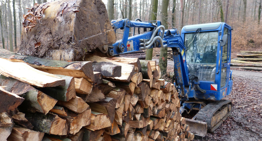 Fällen von Bäumen am Großen Weserbogen erforderlich