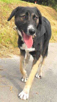 20160304 hall minden huendin ronja vermisst