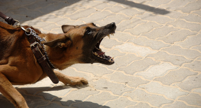 Hund beißt Frau - Besitzer kümmert sich nicht