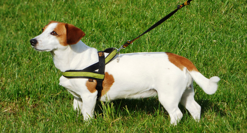 Warnung an Hundehalter: Giftköder in den Weserwiesen gefunden