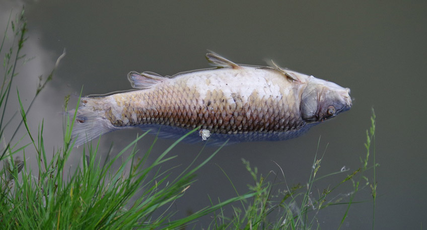 20160707 hallo minden fische sterben bastau