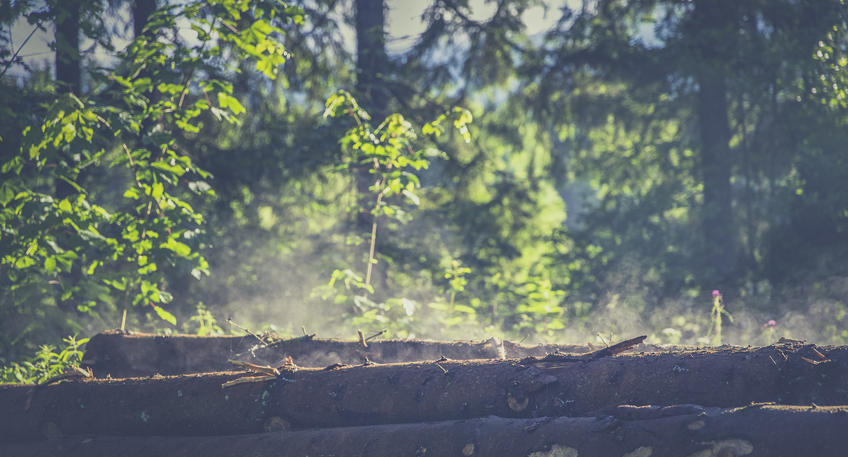 Stemweder Berg ist dauerhaft schützenswert Stemweder Berg ist dauerhaft schützenswert