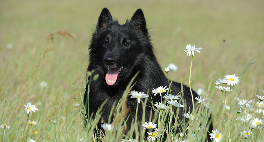 20161027 hallo minden luebbecke hund vergiftet