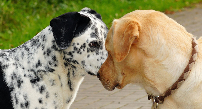 Hundebestandsaufnahme in der Stadt Porta Westfalica