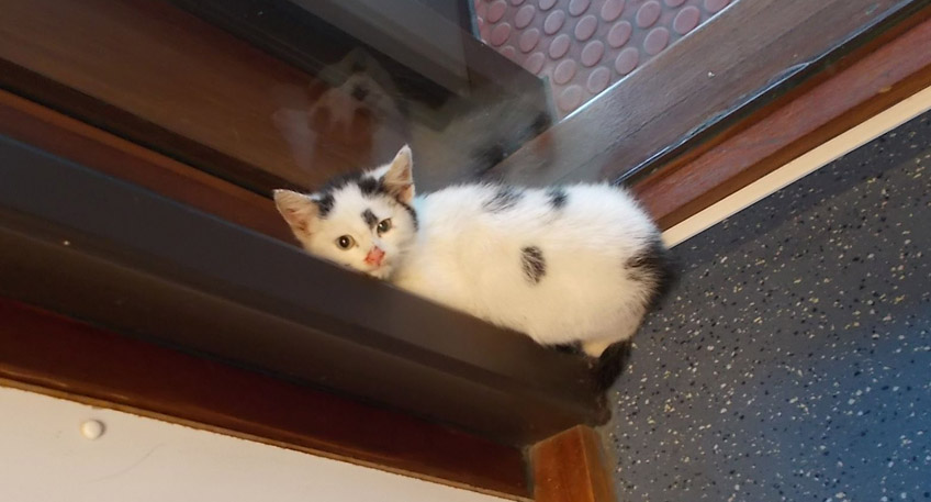 20161107 hallo minden petershagen katzenbabys ausgesetzt 20161107 hallo minden petershagen katzenbabys ausgesetzt