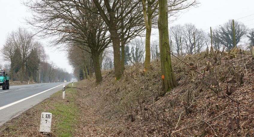 Pflege f&uuml;r B&auml;ume und Str&auml;ucher am Stra&szlig;enrand beginnt