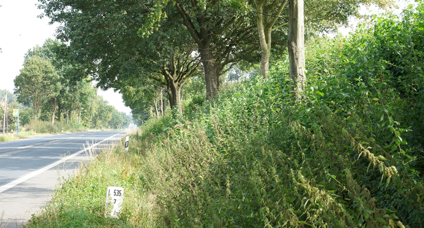 Pflege f&uuml;r B&auml;ume und Str&auml;ucher am Stra&szlig;enrand beginnt