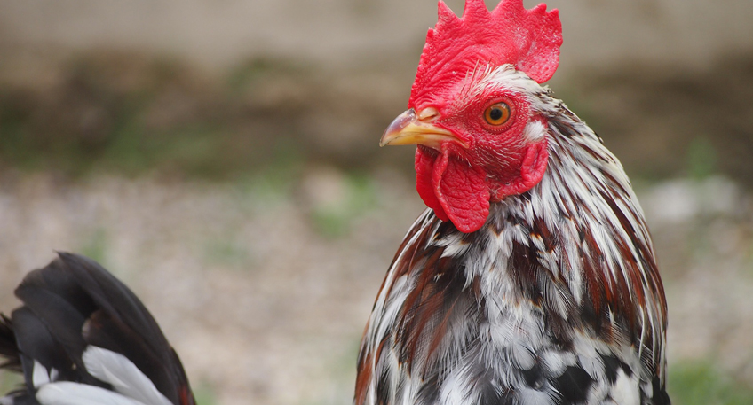 Geflügelpest: Verhinderung der Ansteckung durch weitere Maßnahmen
